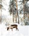 Picture of Moose in the snow _GroupedProduct_Rectangle_Portrait_Photography _GroupedProduct_Rectangle_Portrait_Unframed_Print_Only_