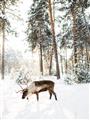 Picture of Moose in the snow _GroupedProduct_Rectangle_Portrait_Photography _GroupedProduct_Rectangle_Portrait_Unframed_Print_Only_