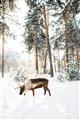 Picture of Moose in the snow _GroupedProduct_Rectangle_Portrait_Photography _GroupedProduct_Rectangle_Portrait_Unframed_Print_Only_