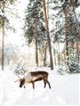 Picture of Moose in the snow _GroupedProduct_Rectangle_Portrait_Photography _GroupedProduct_Rectangle_Portrait_Unframed_Print_Only_
