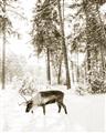 Picture of Moose in the snow _GroupedProduct_Rectangle_Portrait_Photography _GroupedProduct_Rectangle_Portrait_Unframed_Print_Only_