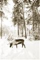 Picture of Moose in the snow _GroupedProduct_Rectangle_Portrait_Photography _GroupedProduct_Rectangle_Portrait_Unframed_Print_Only_