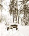 Picture of Moose in the snow _GroupedProduct_Rectangle_Portrait_Photography _GroupedProduct_Rectangle_Portrait_Unframed_Print_Only_