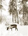 Picture of Moose in the snow _GroupedProduct_Rectangle_Portrait_Photography _GroupedProduct_Rectangle_Portrait_Unframed_Print_Only_