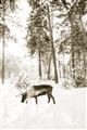 Picture of Moose in the snow _GroupedProduct_Rectangle_Portrait_Photography _GroupedProduct_Rectangle_Portrait_Unframed_Print_Only_