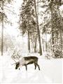 Picture of Moose in the snow _GroupedProduct_Rectangle_Portrait_Photography _GroupedProduct_Rectangle_Portrait_Unframed_Print_Only_