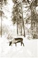 Picture of Moose in the snow _GroupedProduct_Rectangle_Portrait_Photography _GroupedProduct_Rectangle_Portrait_Unframed_Print_Only_
