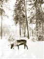 Picture of Moose in the snow _GroupedProduct_Rectangle_Portrait_Photography _GroupedProduct_Rectangle_Portrait_Unframed_Print_Only_