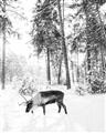 Picture of Moose in the snow _GroupedProduct_Rectangle_Portrait_Photography _GroupedProduct_Rectangle_Portrait_Unframed_Print_Only_