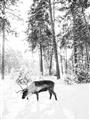 Picture of Moose in the snow _GroupedProduct_Rectangle_Portrait_Photography _GroupedProduct_Rectangle_Portrait_Unframed_Print_Only_