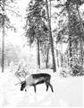 Picture of Moose in the snow _GroupedProduct_Rectangle_Portrait_Photography _GroupedProduct_Rectangle_Portrait_Unframed_Print_Only_