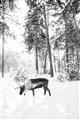 Picture of Moose in the snow _GroupedProduct_Rectangle_Portrait_Photography _GroupedProduct_Rectangle_Portrait_Unframed_Print_Only_