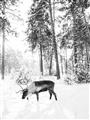 Picture of Moose in the snow _GroupedProduct_Rectangle_Portrait_Photography _GroupedProduct_Rectangle_Portrait_Unframed_Print_Only_