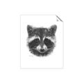 Picture of Raccoon Sketch _GroupedProduct_Rectangle_Portrait_Unframed_Print_Only_