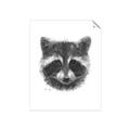 Picture of Raccoon Sketch _GroupedProduct_Rectangle_Portrait_Unframed_Print_Only_