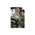 Picture of Lurking Cheetah _GroupedProduct_Rectangle_Portrait_Unframed_Print_Only_