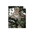 Picture of Lurking Cheetah _GroupedProduct_Rectangle_Portrait_Unframed_Print_Only_