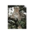 Picture of Lurking Cheetah _GroupedProduct_Rectangle_Portrait_Unframed_Print_Only_