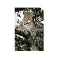 Picture of Lurking Cheetah _GroupedProduct_Rectangle_Portrait_Unframed_Print_Only_