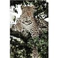 Picture of Lurking Cheetah _GroupedProduct_Rectangle_Portrait_Unframed_Print_Only_