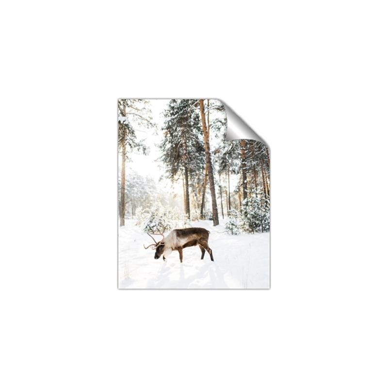 Picture of Moose in the snow _GroupedProduct_Rectangle_Portrait_Photography _GroupedProduct_Rectangle_Portrait_Unframed_Print_Only_
