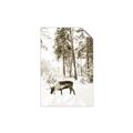 Picture of Moose in the snow _GroupedProduct_Rectangle_Portrait_Photography _GroupedProduct_Rectangle_Portrait_Unframed_Print_Only_