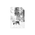 Picture of Moose in the snow _GroupedProduct_Rectangle_Portrait_Photography _GroupedProduct_Rectangle_Portrait_Unframed_Print_Only_