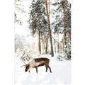 Picture of Moose in the snow _GroupedProduct_Rectangle_Portrait_Photography _GroupedProduct_Rectangle_Portrait_Unframed_Print_Only_