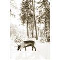 Picture of Moose in the snow _GroupedProduct_Rectangle_Portrait_Photography _GroupedProduct_Rectangle_Portrait_Unframed_Print_Only_