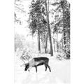 Picture of Moose in the snow _GroupedProduct_Rectangle_Portrait_Photography _GroupedProduct_Rectangle_Portrait_Unframed_Print_Only_