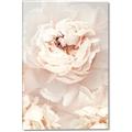 Picture of Peony Flowers _GroupedProduct_Rectangle_Portrait_Photography _GroupedProduct_Rectangle_Portrait_Canvas_