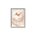Picture of Peony Flowers _GroupedProduct_Rectangle_Portrait_Photography _GroupedProduct_Rectangle_Portrait_Canvas_Framed_