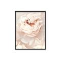 Picture of Peony Flowers _GroupedProduct_Rectangle_Portrait_Photography _GroupedProduct_Rectangle_Portrait_Canvas_Framed_