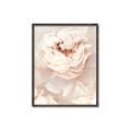 Picture of Peony Flowers _GroupedProduct_Rectangle_Portrait_Photography _GroupedProduct_Rectangle_Portrait_Canvas_Framed_