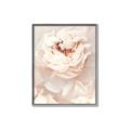 Picture of Peony Flowers _GroupedProduct_Rectangle_Portrait_Photography _GroupedProduct_Rectangle_Portrait_Canvas_Framed_