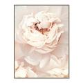 Picture of Peony Flowers _GroupedProduct_Rectangle_Portrait_Photography _GroupedProduct_Rectangle_Portrait_Canvas_Framed_