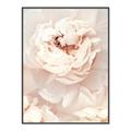 Picture of Peony Flowers _GroupedProduct_Rectangle_Portrait_Photography _GroupedProduct_Rectangle_Portrait_Canvas_Framed_