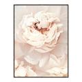Picture of Peony Flowers _GroupedProduct_Rectangle_Portrait_Photography _GroupedProduct_Rectangle_Portrait_Canvas_Framed_