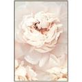 Picture of Peony Flowers _GroupedProduct_Rectangle_Portrait_Photography _GroupedProduct_Rectangle_Portrait_Canvas_Framed_