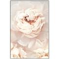 Picture of Peony Flowers _GroupedProduct_Rectangle_Portrait_Photography _GroupedProduct_Rectangle_Portrait_Canvas_Framed_
