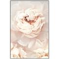 Picture of Peony Flowers _GroupedProduct_Rectangle_Portrait_Photography _GroupedProduct_Rectangle_Portrait_Canvas_Framed_