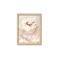 Picture of Peony Flowers _GroupedProduct_Rectangle_Portrait_Photography _GroupedProduct_Rectangle_Portrait_Framed_Matted_