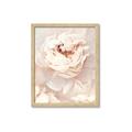 Picture of Peony Flowers _GroupedProduct_Rectangle_Portrait_Photography _GroupedProduct_Rectangle_Portrait_Framed_Matted_