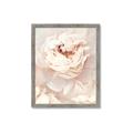 Picture of Peony Flowers _GroupedProduct_Rectangle_Portrait_Photography _GroupedProduct_Rectangle_Portrait_Framed_Matted_