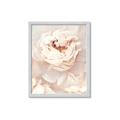 Picture of Peony Flowers _GroupedProduct_Rectangle_Portrait_Photography _GroupedProduct_Rectangle_Portrait_Framed_Matted_