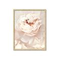 Picture of Peony Flowers _GroupedProduct_Rectangle_Portrait_Photography _GroupedProduct_Rectangle_Portrait_Framed_Matted_