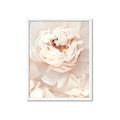Picture of Peony Flowers _GroupedProduct_Rectangle_Portrait_Photography _GroupedProduct_Rectangle_Portrait_Framed_Matted_