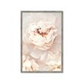 Picture of Peony Flowers _GroupedProduct_Rectangle_Portrait_Photography _GroupedProduct_Rectangle_Portrait_Framed_Matted_