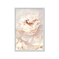Picture of Peony Flowers _GroupedProduct_Rectangle_Portrait_Photography _GroupedProduct_Rectangle_Portrait_Framed_Matted_