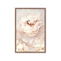Picture of Peony Flowers _GroupedProduct_Rectangle_Portrait_Photography _GroupedProduct_Rectangle_Portrait_Framed_Matted_